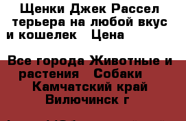 Щенки Джек Рассел терьера на любой вкус и кошелек › Цена ­ 13 000 - Все города Животные и растения » Собаки   . Камчатский край,Вилючинск г.